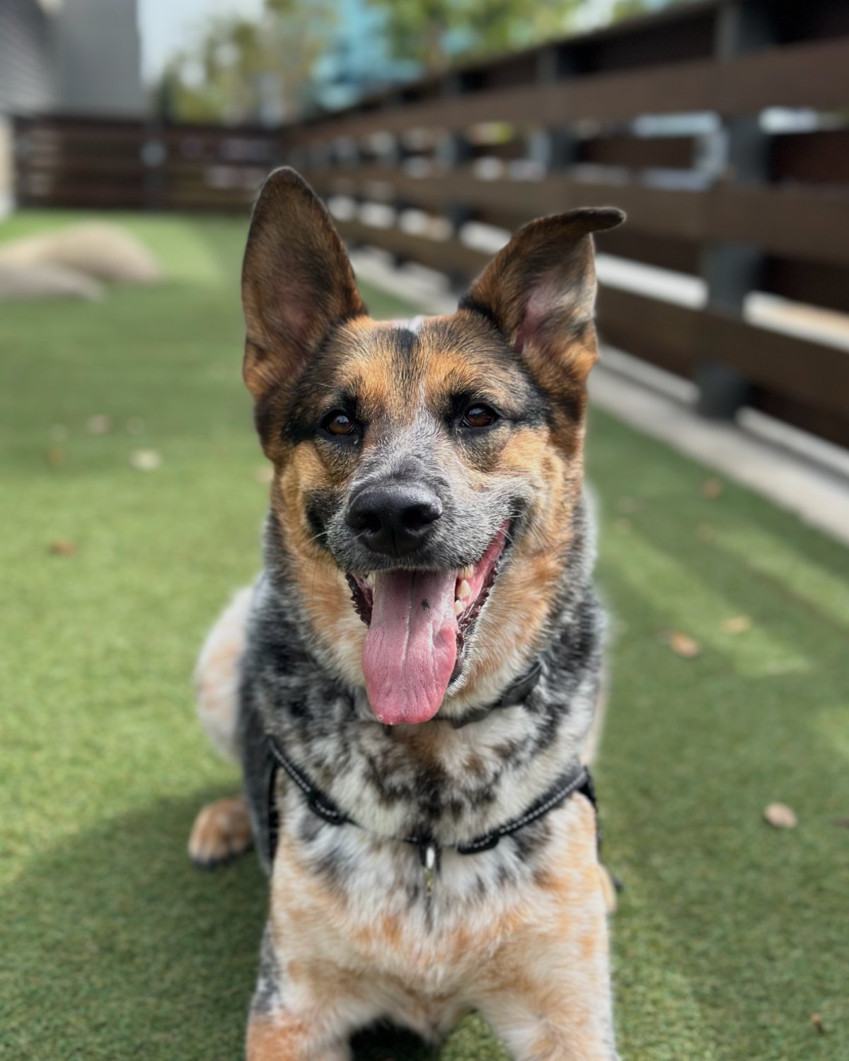Maverick, Alec’s dog